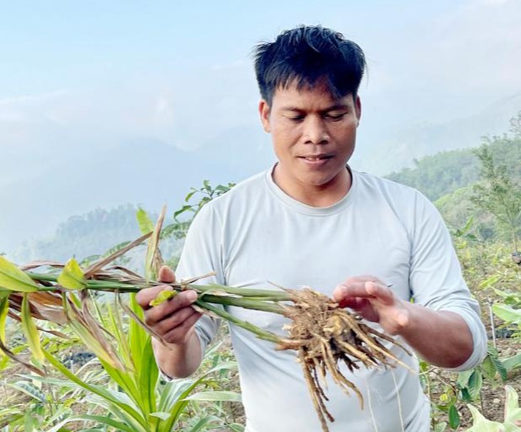 Bảo tồn và phát triển cây dược liệu ở vùng núi Quảng Ngãi - Ảnh 1.