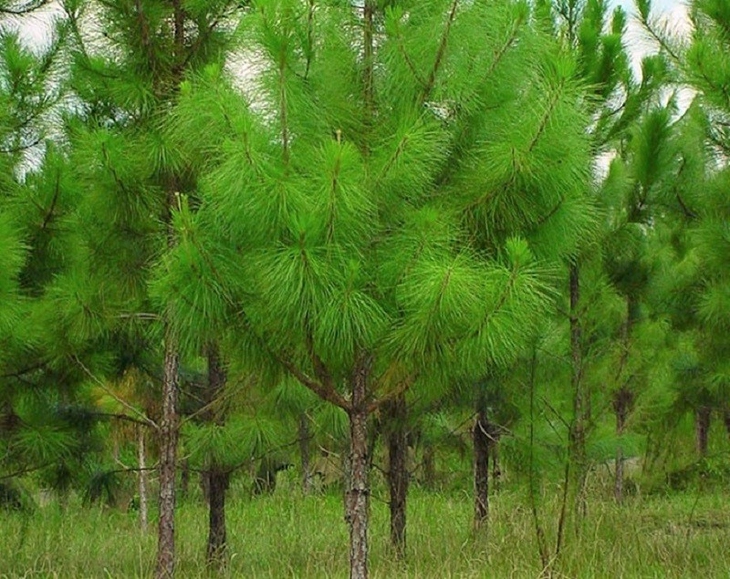 Không để lãng phí nguồn dược liệu quý hiếm vùng Tây Nguyên - Ảnh 1.