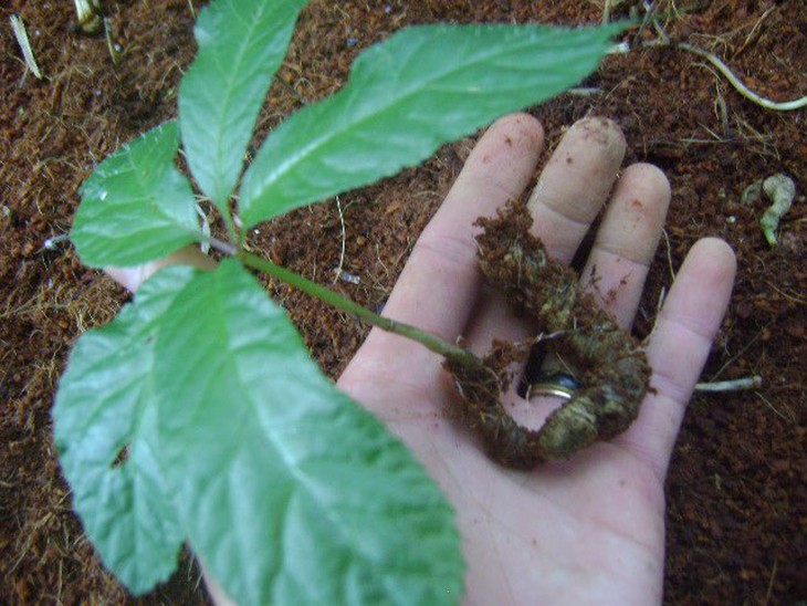 Không để lãng phí nguồn dược liệu quý hiếm vùng Tây Nguyên - Ảnh 1.