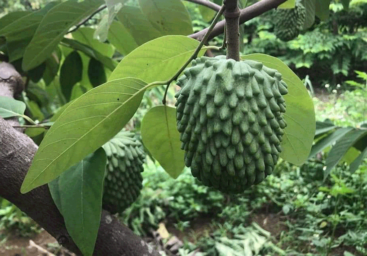 Trồng na khổng lồ thơm mùi sầu riêng, vụ đầu 'trúng' ngay 14 tỷ - Ảnh 3. Trồng na khổng lồ thơm mùi sầu riêng, vụ đầu 'trúng' ngay 14 tỷ - Ảnh 3.