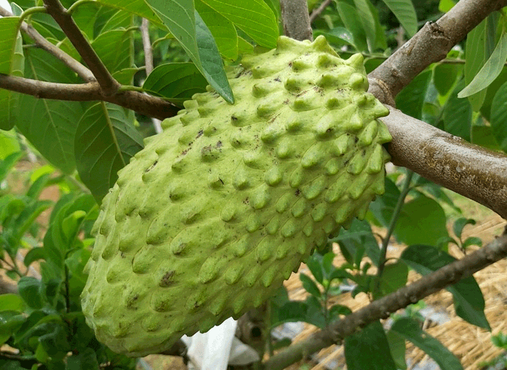 Trồng na khổng lồ thơm mùi sầu riêng, vụ đầu 'trúng' ngay 14 tỷ - Ảnh 1. Trồng na khổng lồ thơm mùi sầu riêng, vụ đầu 'trúng' ngay 14 tỷ - Ảnh 1.