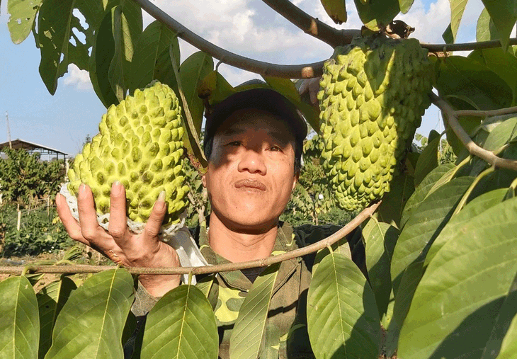 Trồng na khổng lồ thơm mùi sầu riêng, vụ đầu 'trúng' ngay 14 tỷ - Ảnh 5. Trồng na khổng lồ thơm mùi sầu riêng, vụ đầu 'trúng' ngay 14 tỷ - Ảnh 5.