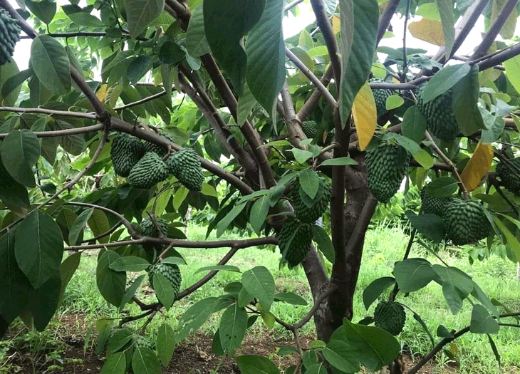 Trồng na khổng lồ thơm mùi sầu riêng, vụ đầu 'trúng' ngay 14 tỷ - Ảnh 4. Trồng na khổng lồ thơm mùi sầu riêng, vụ đầu 'trúng' ngay 14 tỷ - Ảnh 4.
