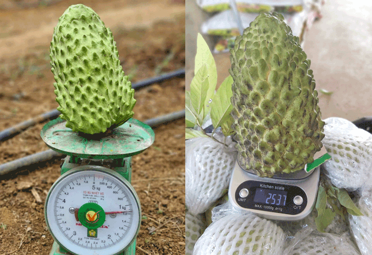Trồng na khổng lồ thơm mùi sầu riêng, vụ đầu 'trúng' ngay 14 tỷ - Ảnh 2. Trồng na khổng lồ thơm mùi sầu riêng, vụ đầu 'trúng' ngay 14 tỷ - Ảnh 2.