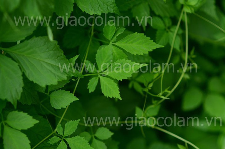 Hành trình hơn 1 thập kỷ đem cây thuốc quý cho đời - Ảnh 1. Hành trình hơn 1 thập kỷ đem cây thuốc quý cho đời - Ảnh 1.