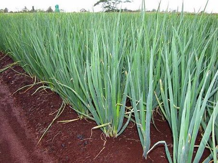 Hành – không chỉ tô điểm cho món ăn mà còn là vị thuốc quý - Ảnh 2.