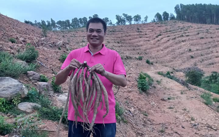 Sâm núi Dành, báu vật của vùng đất Bắc Giang