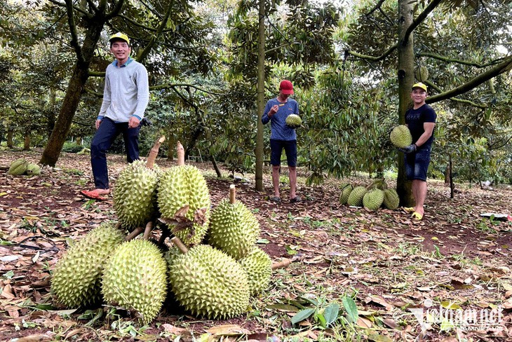 Thắng đậm tại Trung Quốc, sầu riêng sẽ thành trái cây tỷ USD - Ảnh 2.