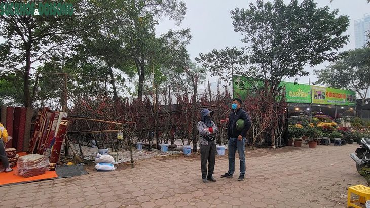 Dân miền núi rủ nhau đi đốn đào rừng, kiếm bội tiền dịp Tết - Ảnh 5.
