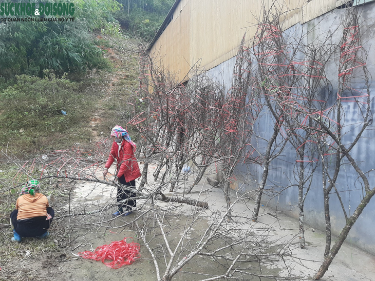 Dân miền núi rủ nhau đi đốn đào rừng, kiếm bội tiền dịp Tết - Ảnh 2.
