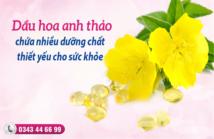 Dầu hoa anh thảo – Món quà cho sức khỏe và sắc đẹp phụ nữ - Ảnh 1. Dầu hoa anh thảo – Món quà cho sức khỏe và sắc đẹp phụ nữ - Ảnh 1.
