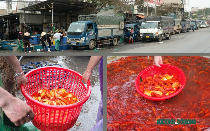 Cá chép "cõng" ông công ông táo nhuộm đỏ chợ Yên Sở - Ảnh 1.