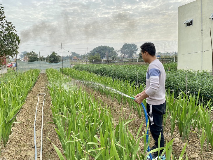 Thị trường Tết Hải Phòng: Nơi ngay ngáy lo hoa mất mùa,, chốn thở phào vì giá đào tăng - Ảnh 1. Thị trường Tết Hải Phòng: Nơi ngay ngáy lo hoa mất mùa,, chốn thở phào vì giá đào tăng - Ảnh 1.