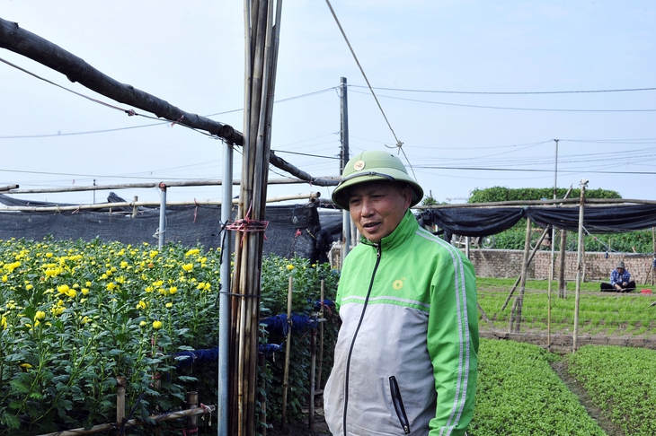 Hoa nở “lệch múi giờ”, nông dân Hà Nội thu hoạch sớm để bảo quản lạnh, chờ phục vụ người chơi đúng dịp Tết - Ảnh 7. Hoa nở “lệch múi giờ”, nông dân Hà Nội thu hoạch sớm để bảo quản lạnh, chờ phục vụ người chơi đúng dịp Tết - Ảnh 7.