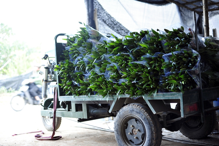 Hoa nở “lệch múi giờ”, nông dân Hà Nội thu hoạch sớm để bảo quản lạnh, chờ phục vụ người chơi đúng dịp Tết - Ảnh 10. Hoa nở “lệch múi giờ”, nông dân Hà Nội thu hoạch sớm để bảo quản lạnh, chờ phục vụ người chơi đúng dịp Tết - Ảnh 10.