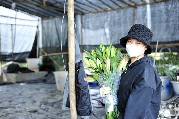 Hoa nở “lệch múi giờ”, nông dân Hà Nội thu hoạch sớm để bảo quản lạnh, chờ phục vụ người chơi đúng dịp Tết - Ảnh 11. Hoa nở “lệch múi giờ”, nông dân Hà Nội thu hoạch sớm để bảo quản lạnh, chờ phục vụ người chơi đúng dịp Tết - Ảnh 11.