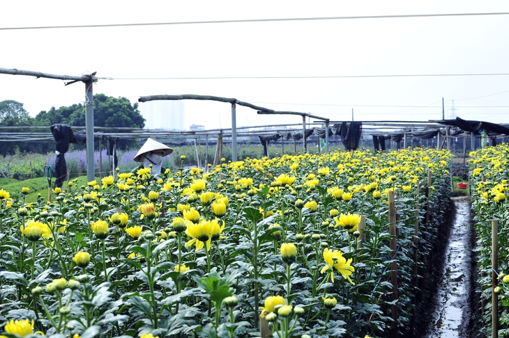 Hoa nở “lệch múi giờ”, nông dân Hà Nội thu hoạch sớm để bảo quản lạnh, chờ phục vụ người chơi đúng dịp Tết - Ảnh 2. Hoa nở “lệch múi giờ”, nông dân Hà Nội thu hoạch sớm để bảo quản lạnh, chờ phục vụ người chơi đúng dịp Tết - Ảnh 2.