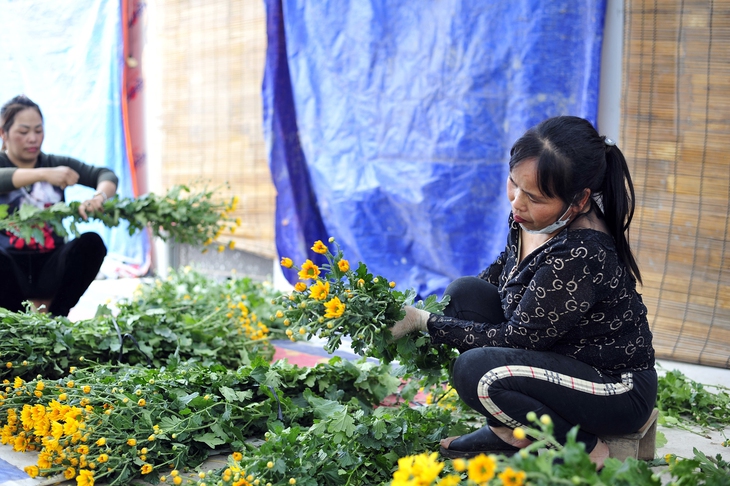 Hoa nở “lệch múi giờ”, nông dân Hà Nội thu hoạch sớm để bảo quản lạnh, chờ phục vụ người chơi đúng dịp Tết - Ảnh 4. Hoa nở “lệch múi giờ”, nông dân Hà Nội thu hoạch sớm để bảo quản lạnh, chờ phục vụ người chơi đúng dịp Tết - Ảnh 4.