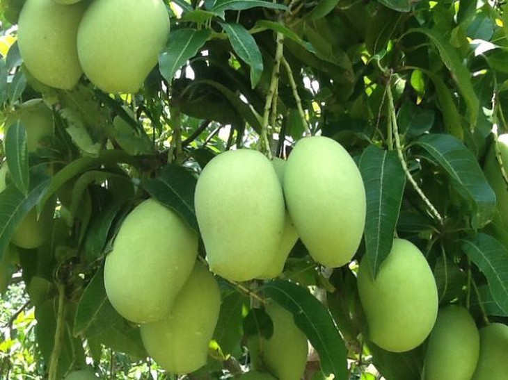 Xoài – thơm ngon, đẹp mắt và là một vị thuốc quý - Ảnh 1.