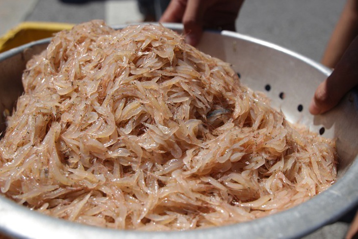 Ra biển vớt "lộc trời" ngày giáp Tết, ngư dân Hà Tĩnh thu tiền triệu mỗi ngày - Ảnh 10.