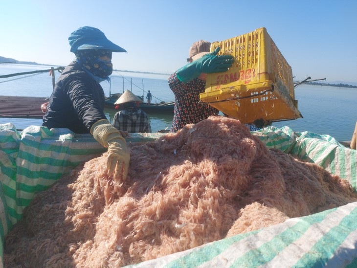 Ra biển vớt "lộc trời" ngày giáp Tết, ngư dân Hà Tĩnh thu tiền triệu mỗi ngày - Ảnh 7.