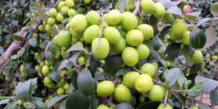 Táo ta – vị thuốc an thần, chữa mất ngủ - Ảnh 1. Táo ta – vị thuốc an thần, chữa mất ngủ - Ảnh 1.