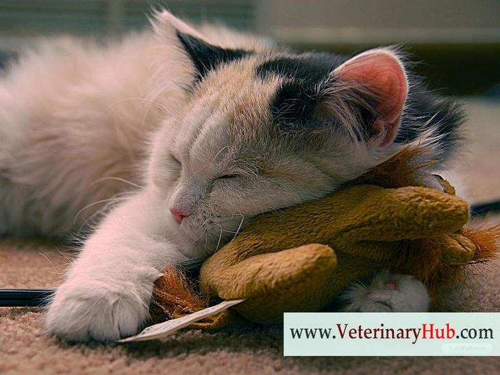 14 sự thật thú vị về loài mèo - Ảnh 2.