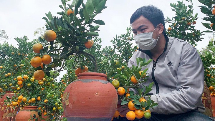 Cách chọn đào, quất đẹp đúng chuẩn đón Tết - Ảnh 4.