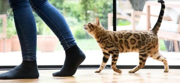 14 sự thật bất ngờ về loài mèo - Ảnh 5.