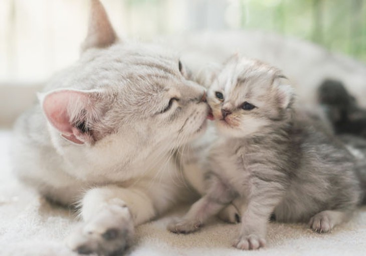 14 kỷ lục bất ngờ về mèo nhà - Ảnh 2.