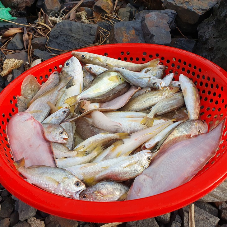 Ngư dân Hà Tĩnh trúng "lộc biển" đầu năm - Ảnh 7.