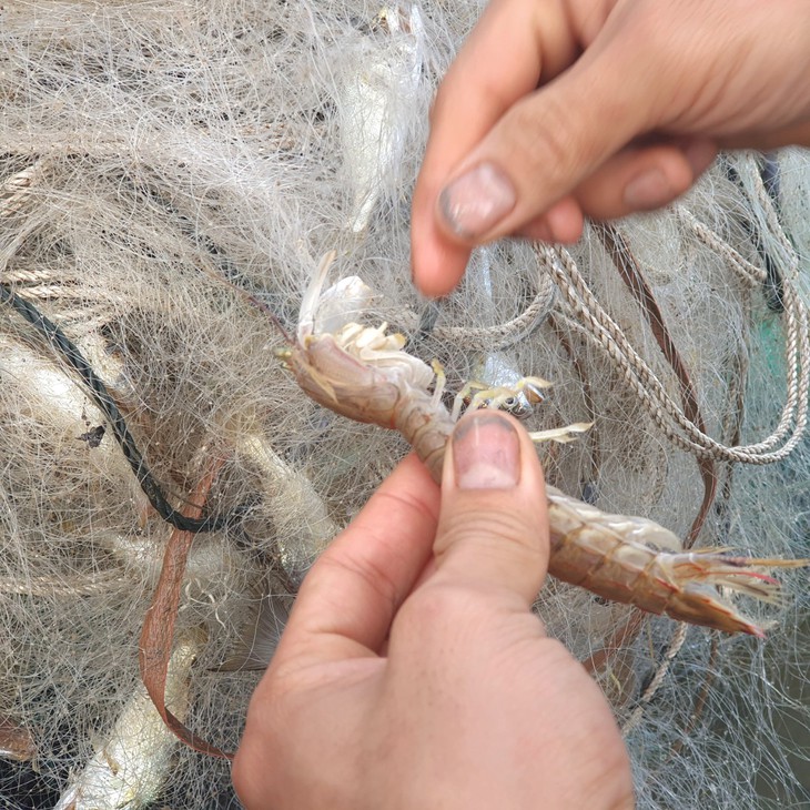Ngư dân Hà Tĩnh trúng "lộc biển" đầu năm - Ảnh 8.