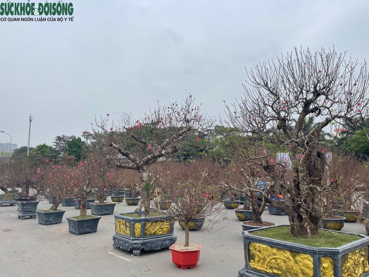 Hà Nội: Đào, quất 'tràn' xuống phố dịp cận Tết - Ảnh 3.