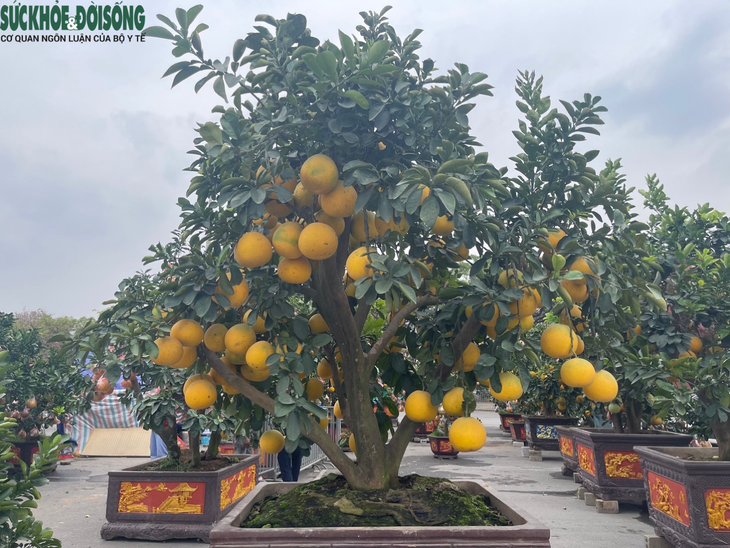 Hà Nội: Đào, quất 'tràn' xuống phố dịp cận Tết - Ảnh 7.