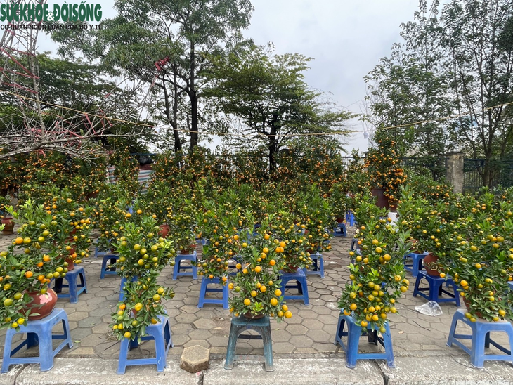 Hà Nội: Đào, quất 'tràn' xuống phố dịp cận Tết - Ảnh 8.