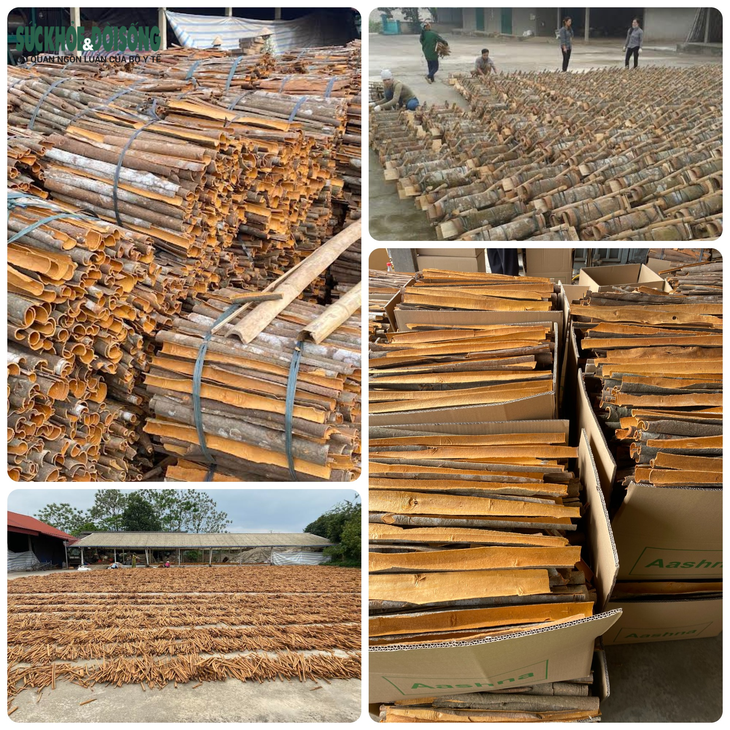 Công nhân quế Văn Yên miệt mài tăng ca những ngày cận Tết - Ảnh 3.