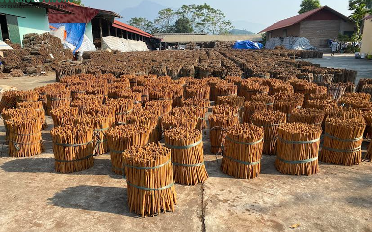 Công nhân quế Văn Yên miệt mài tăng ca những ngày cận Tết