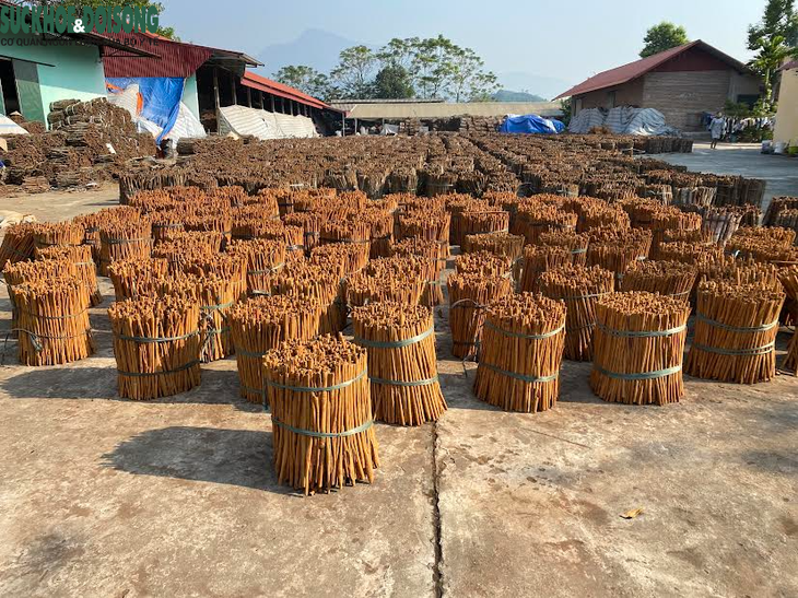Công nhân quế Văn Yên miệt mài tăng ca những ngày cận Tết - Ảnh 11.