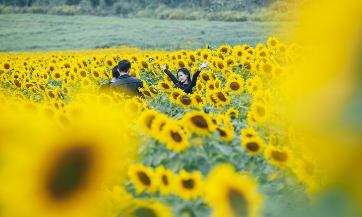 Hàng vạn du khách đến "check in" cánh đồng hoa hướng dương lớn nhất xứ Nghệ - Ảnh 5. Hàng vạn du khách đến "check in" cánh đồng hoa hướng dương lớn nhất xứ Nghệ - Ảnh 5.