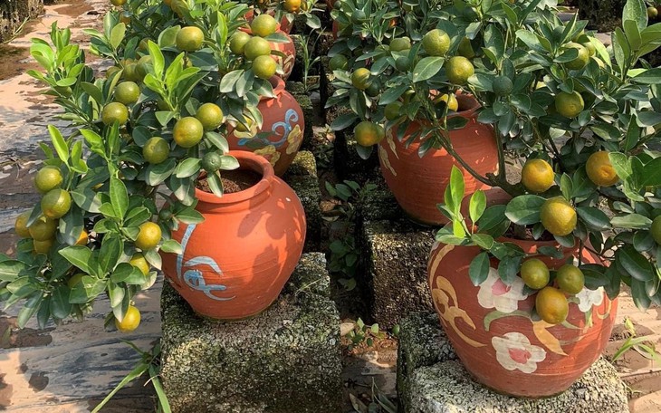 Quất bonsai vẫn được ưa chuộng trưng bày Tết Quý Mão
