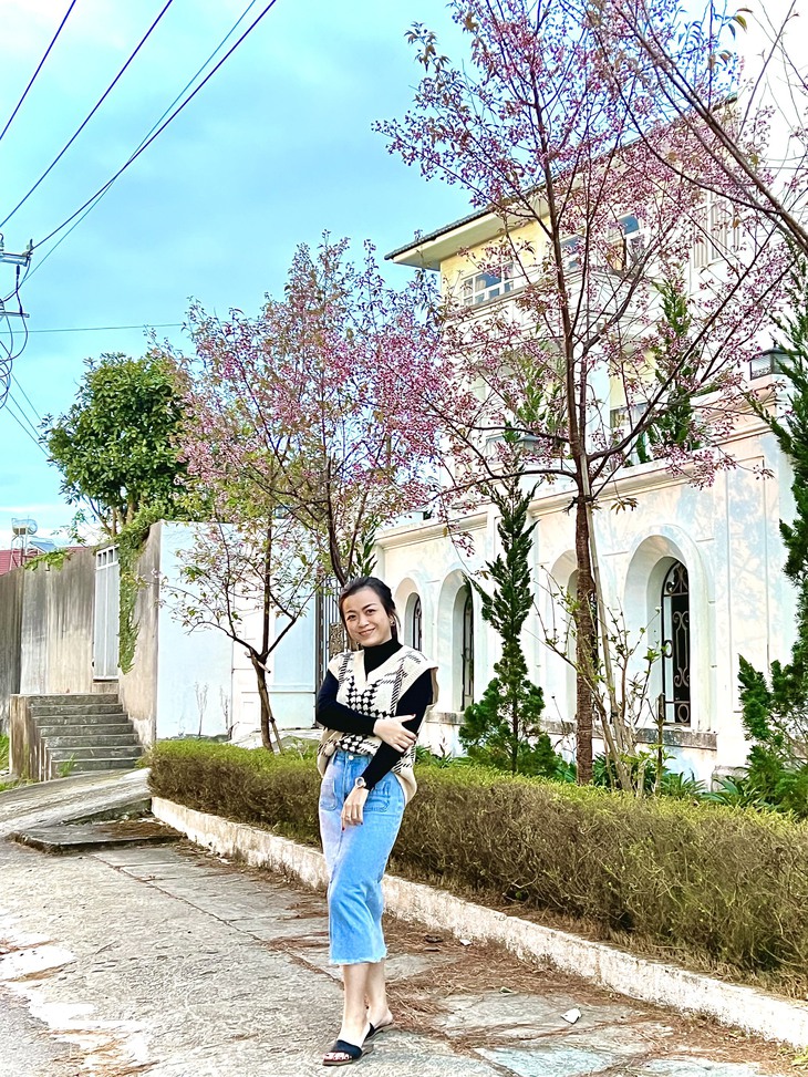 Hoa mai anh đào “nhuộm” thắm Đà Lạt, khách nô nức về chiêm ngưỡng - Ảnh 3. Hoa mai anh đào “nhuộm” thắm Đà Lạt, khách nô nức về chiêm ngưỡng - Ảnh 3.