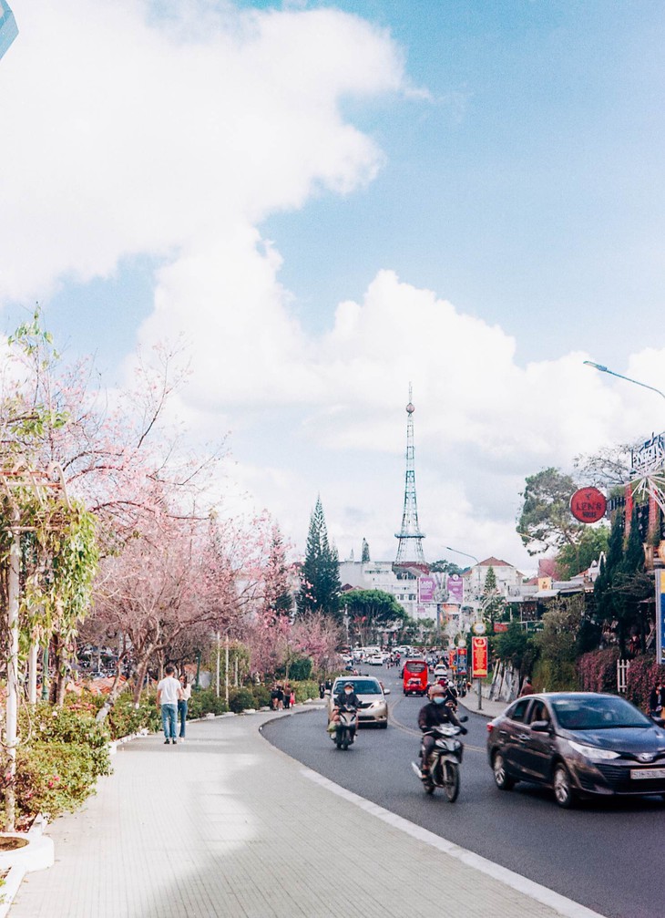 Hoa mai anh đào “nhuộm” thắm Đà Lạt, khách nô nức về chiêm ngưỡng - Ảnh 4. Hoa mai anh đào “nhuộm” thắm Đà Lạt, khách nô nức về chiêm ngưỡng - Ảnh 4.