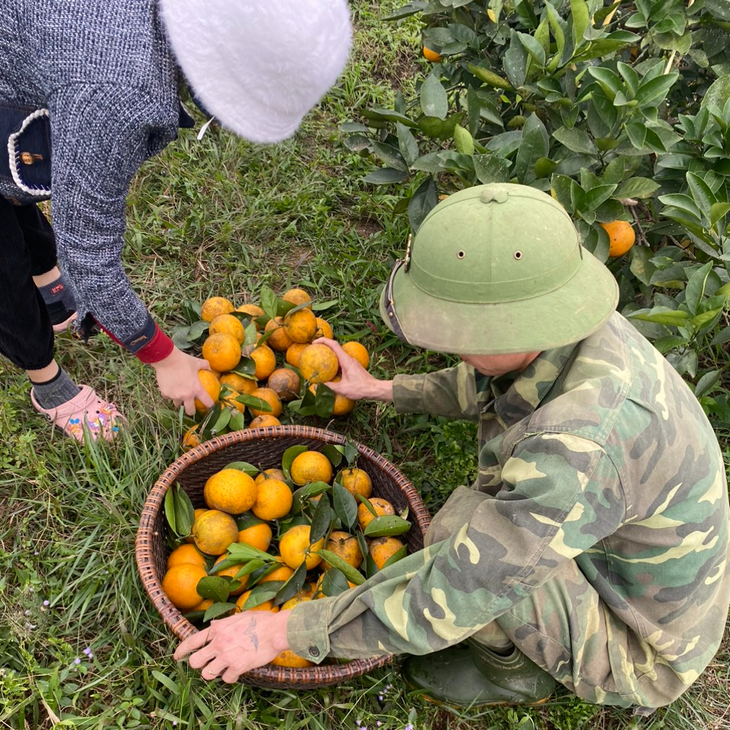 "Thủ phủ" cam Hà Tĩnh chín rực chờ Tết - Ảnh 10.