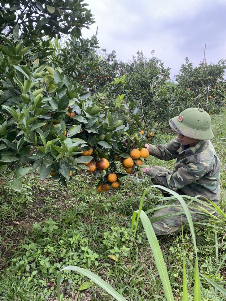 "Thủ phủ" cam Hà Tĩnh chín rực chờ Tết - Ảnh 3.