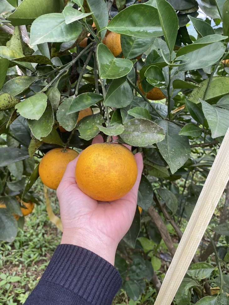 "Thủ phủ" cam Hà Tĩnh chín rực chờ Tết - Ảnh 6.