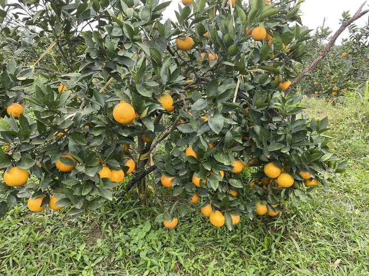 "Thủ phủ" cam Hà Tĩnh chín rực chờ Tết - Ảnh 4.