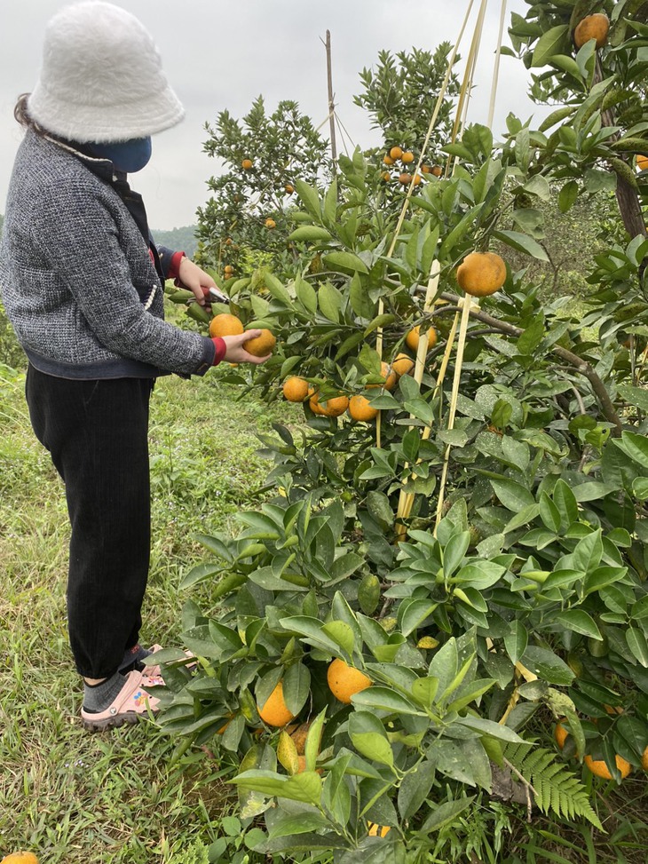 "Thủ phủ" cam Hà Tĩnh chín rực chờ Tết - Ảnh 8.