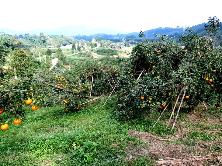 "Thủ phủ" cam Hà Tĩnh chín rực chờ Tết - Ảnh 1.