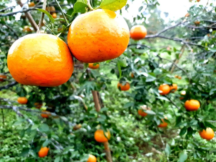 "Thủ phủ" cam Hà Tĩnh chín rực chờ Tết - Ảnh 2.