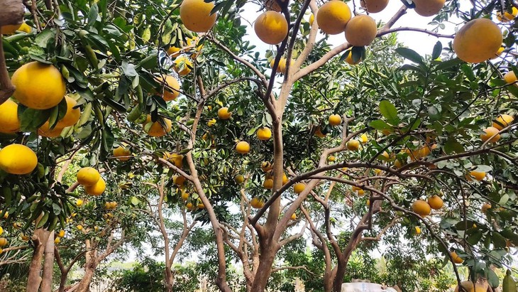 Độc lạ với làng trồng bưởi đỏ duy nhất tại Hà Nội - Ảnh 2.